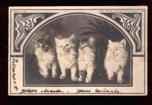 3026334 Lovely KITTENS Art Nouveau vintage PHOTO 1900