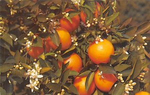 Branch of an Orange Tree Blooming and Bearing Fruit - Orange Groves, Florida ...