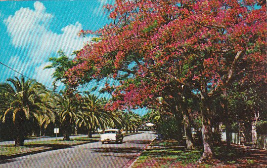 Brilliant Royal Poinciana Trees Add Color To Floridas Residential Avenue Miam...