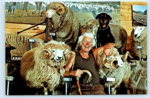 ROTORUA, New Zealand ~ Sheep Shearer IVAN BOWEN at Agrodome 4x6 Postcard