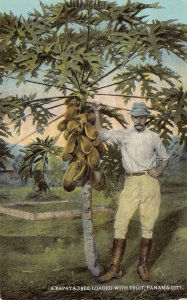 A Papaya Tree Loaded with Fruit, Panama City, Panama, Early Postcard, Unused