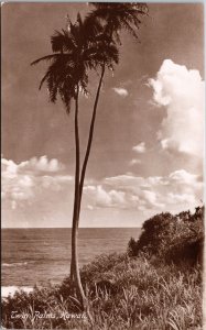 VINTAGE POSTCARD TWIN PALMS ON HAWAII SHORE REAL PHOTO PRINTED GERMANY c. 1910