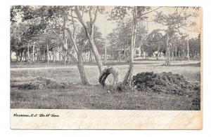 Wildwood NJ Cape May County The W Tree UDB World Postcard Co 1906 Duplex Cancel