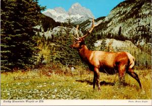 Rocky Mountain Wapiti Elk Canadian Rockies Unused Vintage Postcard D37