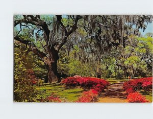 Postcard Romantic Spanish Moss overhangs a colorful Southern garden, the South