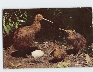 M-218264 A Kiwi Family and Egg New Zealand