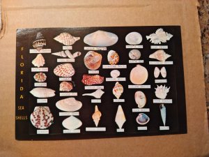 1960's Florida Seashells Identifier Beach Chrome Postcard