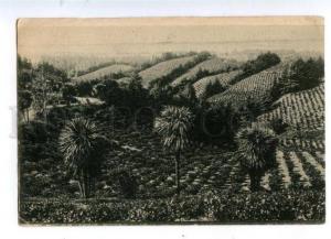 171179 Adjara Georgia BATUMI CHAKVA Tea plantation Vintage PC