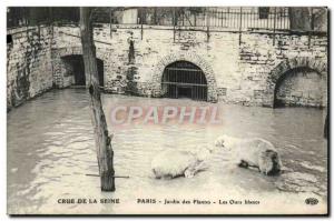 Old Postcard Paris Jardin des Plantes Polar bears