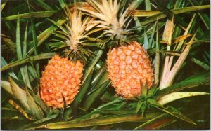 Postcard Hawaii Pineapple Growing