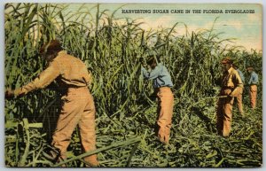 Harvesting Sugar Cane in the Florida Everglades - Postcard 