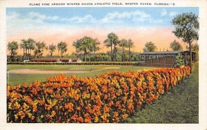 Flame Vine Around Winter Haven Athletic Field Florida  