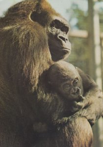 Gorilla Monkey at Howletts Zoo Park Kent & Baby Rare Postcard