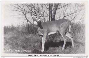 RP: White-Tailed -Buck deer , GORE BAY , Manitoulin Island , Ontario , Canada...