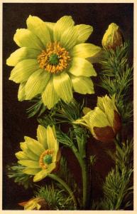 Flowers -    Pheasants Eye                           (Thor & Gyger #1466)