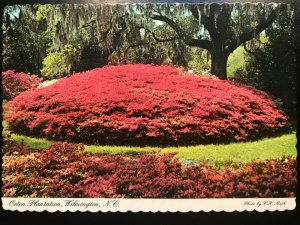 Vintage Postcard 1970's Orton Plantation Azaleas Wilmington, North Carolina (NC)