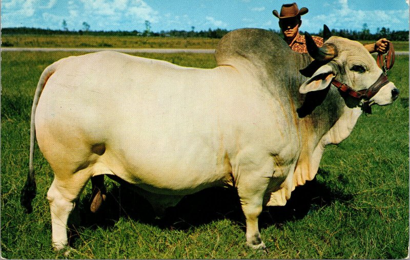 Vtg Grand Champion Brahman Bull Emperor Manso 24th Central Florida FL Postcard