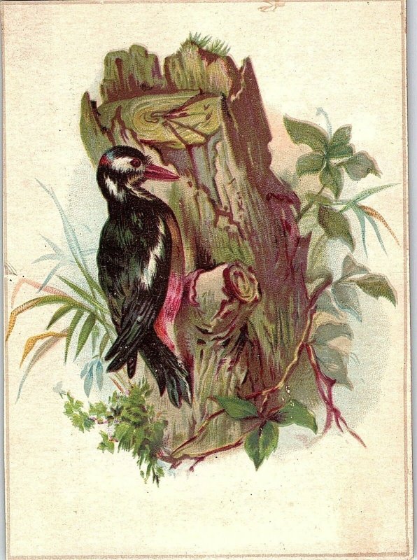 1883 Lot of 3 Conwell's Cards Lovely Birds Scrap Victorian Trade Cards P137