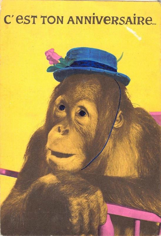 Bt96 C Est Ton Anniversaire Singe Monkey With Hat Humanized Animal Animaux Topics Animals Other Postcard Hippostcard