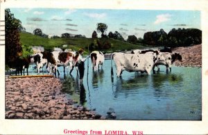 Cows Greetings From Lomira Wisconsin 1938