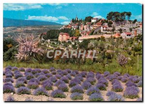Postcard Modern Provence Old town and lavender field