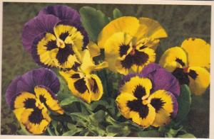 Flowers Pansy Stiefmuetterchen