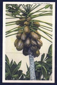 Paw Paw Tree w/Full Load Florida unused c1920's