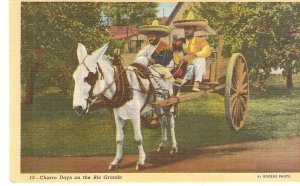 Donkey. Charro Days on the Rio Grande  American linen photo postcard