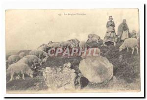 Creuse bergeres creusoises Old Postcard (sheep breeding)