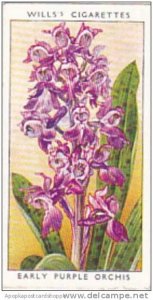 Wills Vintage Cigarette Card Wild Flowers 1936 1st Series No 25 Early Purple ...