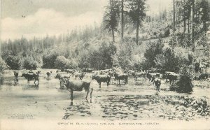 Postcard 1911 Washington Spokane Cattle Ranch stock Graham 22-12161