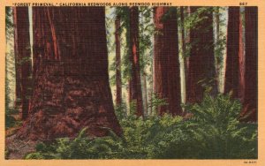 Vintage Postcard Forest Primeval California Redwoods Along Highway California CA