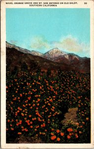 Vtg 1920s Naval Orange Grove & Mt San Antonio Old Baldy California CA Postcard