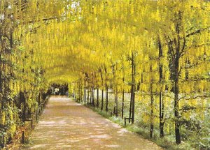 Middlesex Postcard - Hampton Court Palace - Pleached Laburnum Alley   SM248