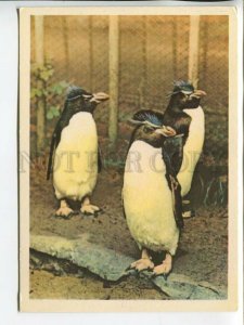 463663 USSR 1965 year Leningrad Zoo macaroni penguins postcard