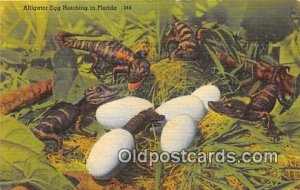 Florida, USA Alligator Egg Hatching 1958 