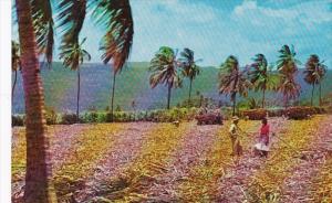 Jamaica Harvesting Sugar Cane