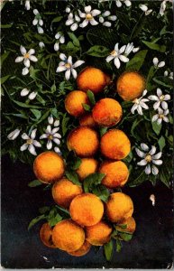 California Oranges and Blossoms 1913