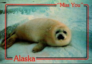 Alaska Harp Seal Miss You