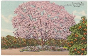 Jacaranda Tree In Full Bloom, Florida, Vintage Linen Postcard #1