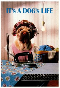 Humour It's A Dog's Life Dog In Curlers Ironing Clothes