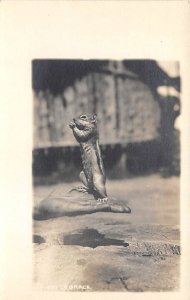 Squirrel On Mans Hand real photo Squirrel Chipmunk Unused 