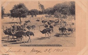 SOUTH PASADENA CALIFORNIA CA~SCENE AT CAWSTON OSTRICH FARM~1906 RIEDER POSTCARD