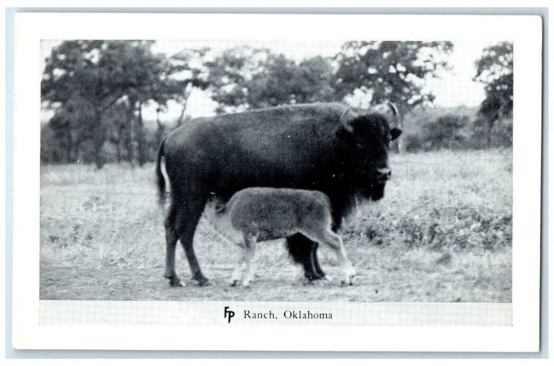 c1950's  Bison Bull Frank Philips Ranch Woolaroc Oklahoma OK Vintage Postcard