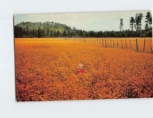 Postcard A Boy in The Fields of Gold White Mountains Arizona USA