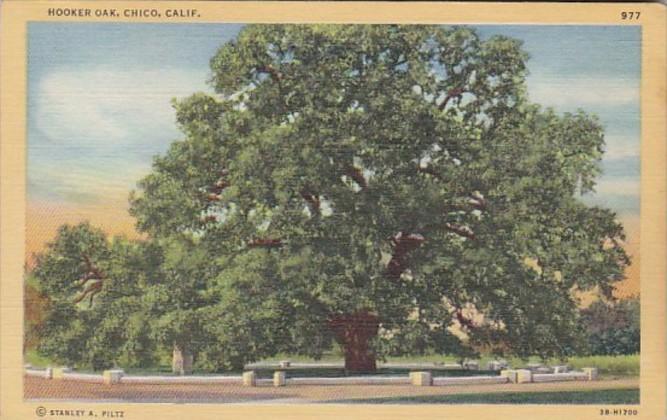 California Chico The Hooker Oak