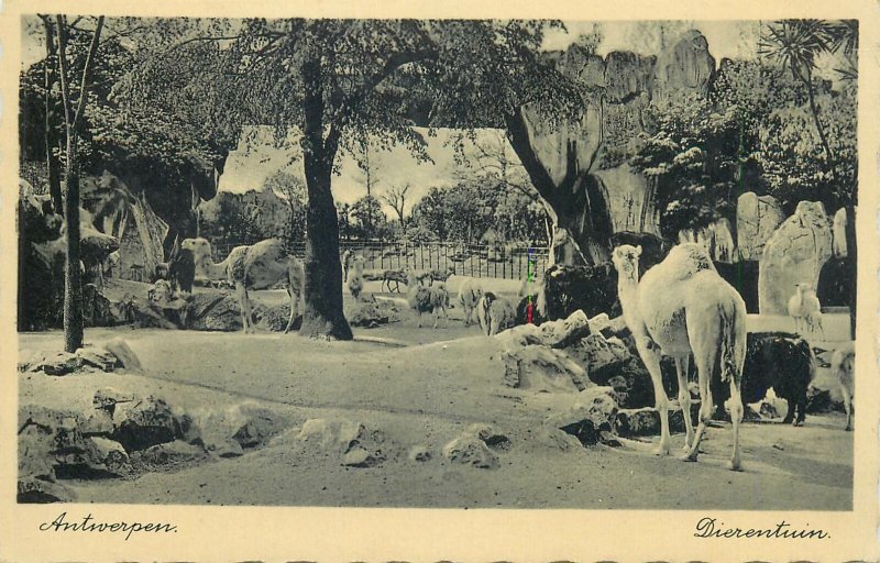 Postcard Europe Belgium Antwerp zoological garden camel