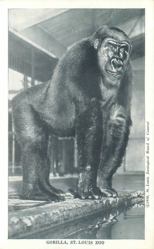 St. Louis  Zoo Phil The Gorilla, Ape House 1948 Missouri Chrome Postcard