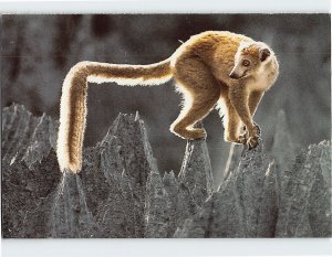 Postcard Crowned Lemur Atop Peaks of Eroded Limestone Madagascar