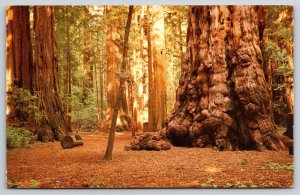 Santa Cruz County CA~General Sherman Tree~Henry Cowell Redwoods St Park~Vtg PC
